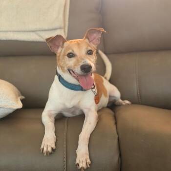 Maus (Bentley) -  Jack Russell Terrier and Mixed Breed Dog for Adoption in Starkville, Mississippi - Maus (Bentley) | PetCurious