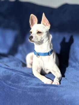 Chihuahua Dogs Available for Adoption in Harrison, New York - Casper | PetCurious