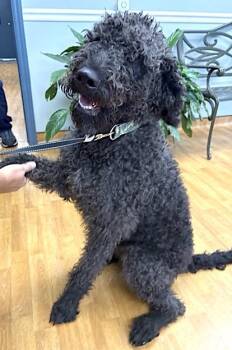 Rescue Black Labrador Retriever and Standard Poodle Dogs for Adoption in Mount Airy, North Carolina - Ace | PetCurious