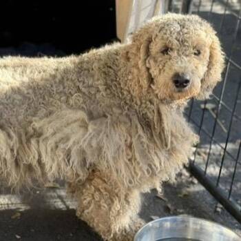 Bridgit -  Goldendoodle Dog for Adoption in Larkfield-wikiup, California - Bridgit | PetCurious