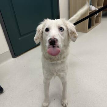 Spaniel and Retriever Dogs Available for Adoption in Pasadena, California - Dash | PetCurious