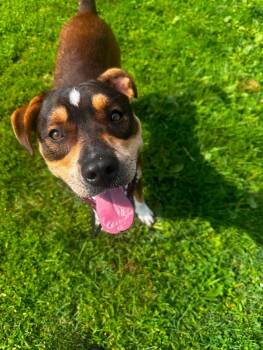 26-315 Lucas -  Pit Bull Terrier Dog for Adoption in Lindenhurst, New York - 26-315 Lucas | PetCurious