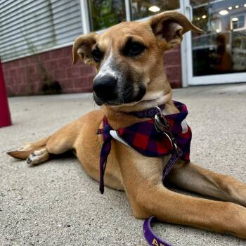 Cherry -  Mixed Breed Dog for Adoption in Northwood, New Hampshire - Cherry | PetCurious