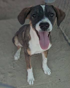 Shepherd Dogs Available for Adoption in Las Vegas, Nevada - Sequoia | PetCurious