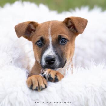 Muji -  Mixed Breed Dog for Adoption in Huntsville, Alabama - Muji | PetCurious