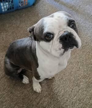 Buddy -  French Bulldog and Boston Terrier Dog for Adoption - Buddy | PetCurious