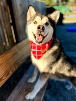Reno -  Alaskan Malamute Dog for Adoption in Muskegon, Michigan - Reno | PetCurious