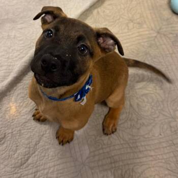 Mixed Breed Dogs Available for Adoption in Columbus, Georgia - Monty 2475 | PetCurious