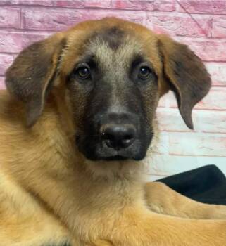 Iams -  Anatolian Shepherd and Saint Bernard Dog for Adoption in Sedalia, Colorado - Iams | PetCurious