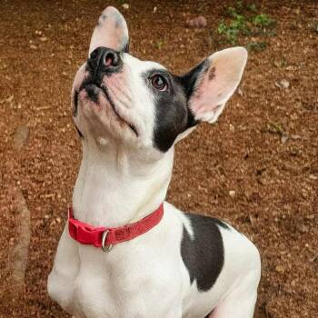 Rescue Terrier Dogs for Adoption in Wadena, Minnesota - Karma Kisses | PetCurious