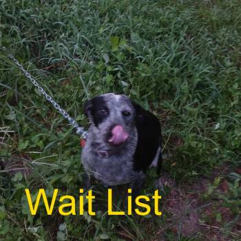 Moon -  Mixed Breed Dog for Adoption in Livingston, Texas - Moon | PetCurious