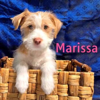 Mixed Breed Dogs Available for Adoption - Marissa | PetCurious