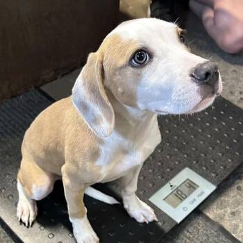 Dave -  Beagle and Mixed Breed Dog for Adoption in Enterprise, Alabama - Dave | PetCurious