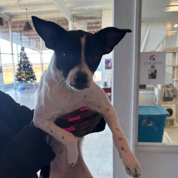 Coco -  Rat Terrier Dog for Adoption in Clarksdale, Mississippi - Coco | PetCurious