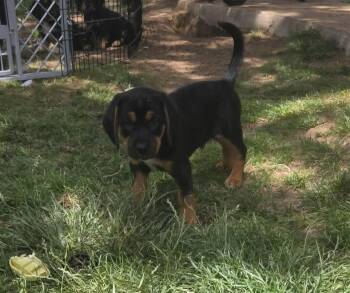 Ruffy -  Terrier and Shepherd Dog for Adoption in Colorado Springs, Colorado - Ruffy | PetCurious