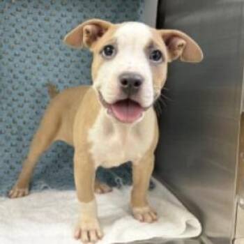 Leta (Ozzie) -  American Bulldog and Mixed Breed Dog for Adoption in Tampa, Florida - Leta (Ozzie) | PetCurious