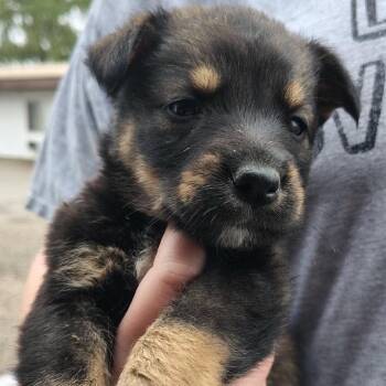 Blender -  Mixed Breed Dog for Adoption in Buffalo, Minnesota - Blender | PetCurious