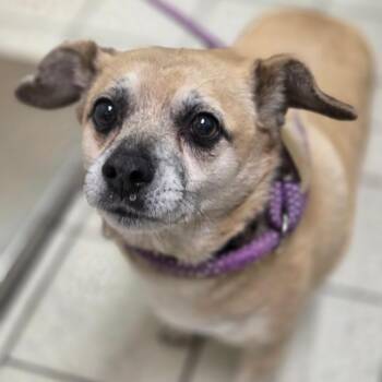 Rocky -  Mixed Breed Dog for Adoption in Charleston, West Virginia - Rocky | PetCurious