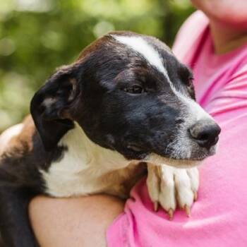 Bob -  Beagle and Labrador Retriever Dog for Adoption in Morton Grove, Illinois - Bob | PetCurious