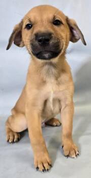 Buggs -  Shar Pei and Mixed Breed Dog for Adoption in Morton Grove, Illinois - Buggs | PetCurious
