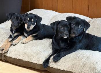 Pomeranian and Labrador Retriever Dogs Available for Adoption - Smitty | PetCurious