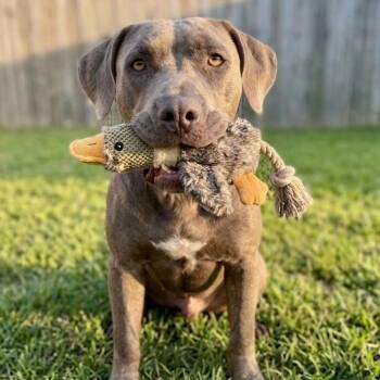 Otis -  Labrador Retriever and Staffordshire Bull Terrier Dog for Adoption in Crown Point, Indiana - Otis | PetCurious