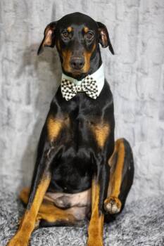 Jonathan Drew -  Doberman Pinscher Dog for Adoption in Pearland, Texas - Jonathan Drew | PetCurious