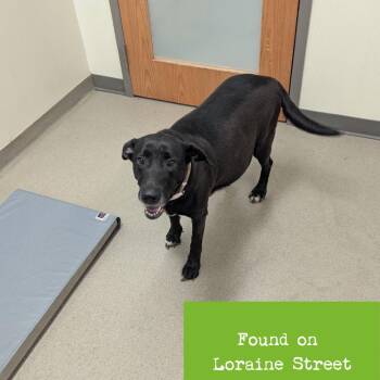 Gemma -  Black Labrador Retriever and Mixed Breed Dog for Adoption in Lynchburg, Virginia - Gemma | PetCurious