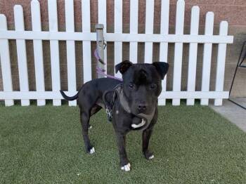 Pit Bull Terrier Dogs Available for Adoption - CHOPS | PetCurious