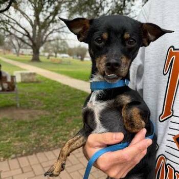 Chihuahua and Dachshund Dogs Available for Adoption - Starboy | PetCurious