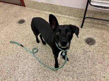 BRODY -  Terrier and Mixed Breed Dog for Adoption in Colorado Springs, Colorado - BRODY | PetCurious