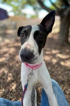 Two -  Mixed Breed Dog for Adoption in Cincinnati, Ohio - Two | PetCurious