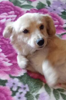 Terrier Dogs Available for Adoption - Miley | PetCurious