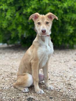 Shepherd Dogs Available for Adoption in Helotes, Texas - Genie | PetCurious