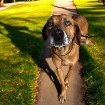 Black Mouth Cur and Hound Dogs Available for Adoption - Tucker | PetCurious