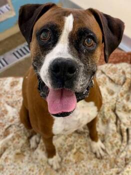 Boxer and Mixed Breed Dogs Available for Adoption in Cincinnati, Ohio - Senor | PetCurious