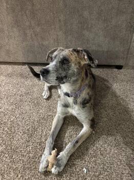 Ladybird -  Catahoula Leopard Dog and Australian Shepherd Dog for Adoption in Aurora, Indiana - Ladybird | PetCurious