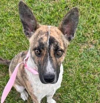 Australian Cattle Dog Blue Heeler and Basenji Dogs Available for Adoption in Andover, Massachusetts - Yotie | PetCurious