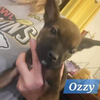 Rescue Chihuahua and Mixed Breed Dogs for Adoption in Olathe, Kansas - Ozzy | PetCurious