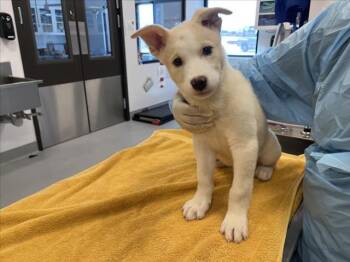 Mixed Breed Dogs Available for Adoption in Santa Fe, New Mexico - COCONUT | PetCurious