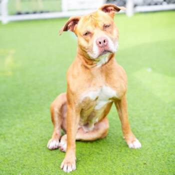 Pit Bull Terrier and Mixed Breed Dogs Available for Adoption in Camarillo, California - HONEY | PetCurious