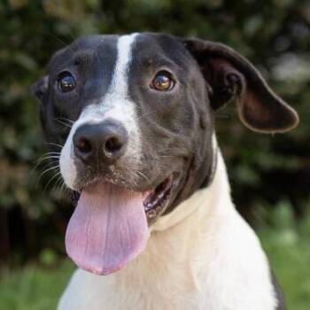 Boudreaux -  Mixed Breed Dog for Adoption in Springboro, Ohio - Boudreaux | PetCurious