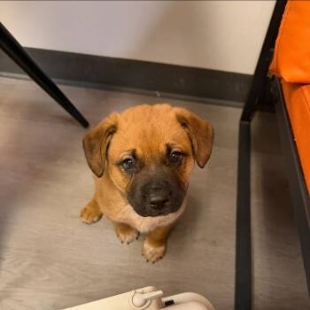 Mixed Breed Dogs Available for Adoption - Buckeye | PetCurious