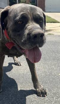 BIGGIE -  Mixed Breed Dog for Adoption in Dallas, Texas - BIGGIE | PetCurious