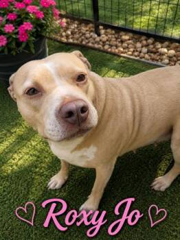 ROXY JO -SPONSORED ADOPTION FEE -  Pit Bull Terrier Dog for Adoption in Fosters, Alabama - ROXY JO -SPONSORED ADOPTION FEE | PetCurious