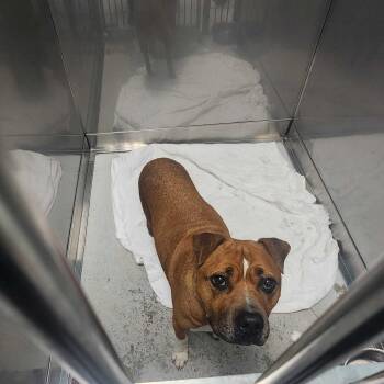 Rescue Mixed Breed Dogs for Adoption in Davenport, Iowa - Pork Steak | PetCurious