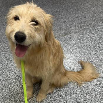 Wheaten Terrier Dogs Available for Adoption in Oklahoma City, Oklahoma - Dandelion | PetCurious