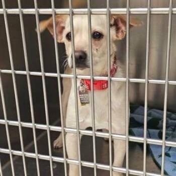 Chihuahua and Dachshund Dogs Available for Adoption in Farmersville, Ohio - Wonky | PetCurious