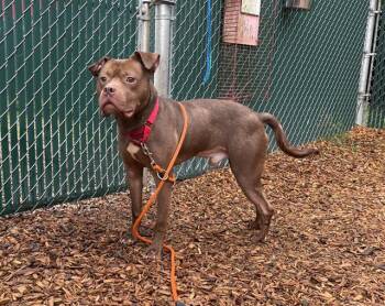ALFRED -  Staffordshire Bull Terrier Dog for Adoption in Kent, Washington - ALFRED | PetCurious