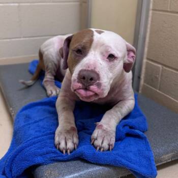 Rescue Pit Bull Terrier Dogs for Adoption in Winston-salem, North Carolina - Rampage | PetCurious